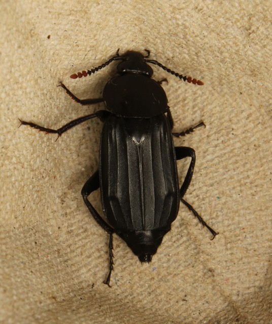 Necrodes littoralis - nagy dögbogár