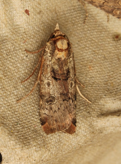 Epilecta linogrisea - karcsú sárgafűbagoly