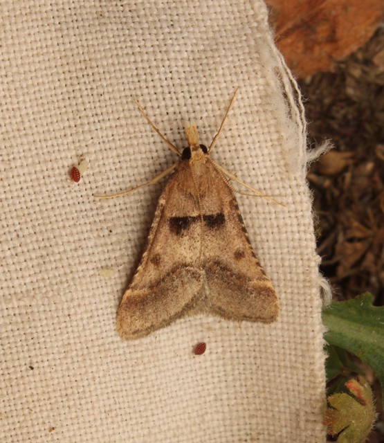 Stemmatophora brunnealis - barna fényilonca