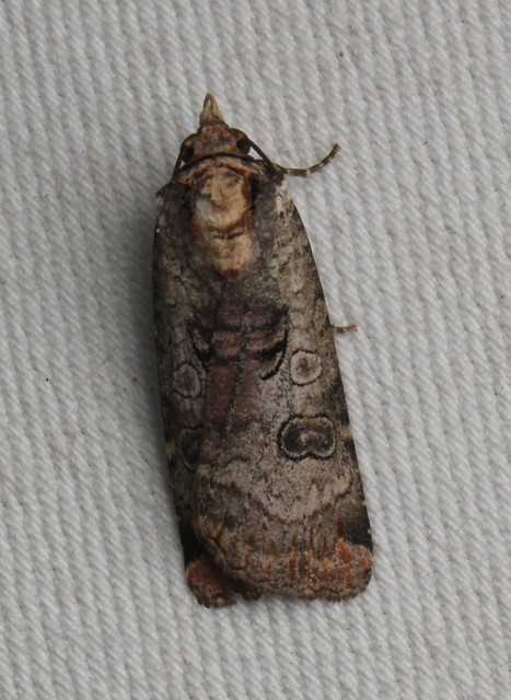 Epilecta linogrisea - karcsú sárgafűbagoly