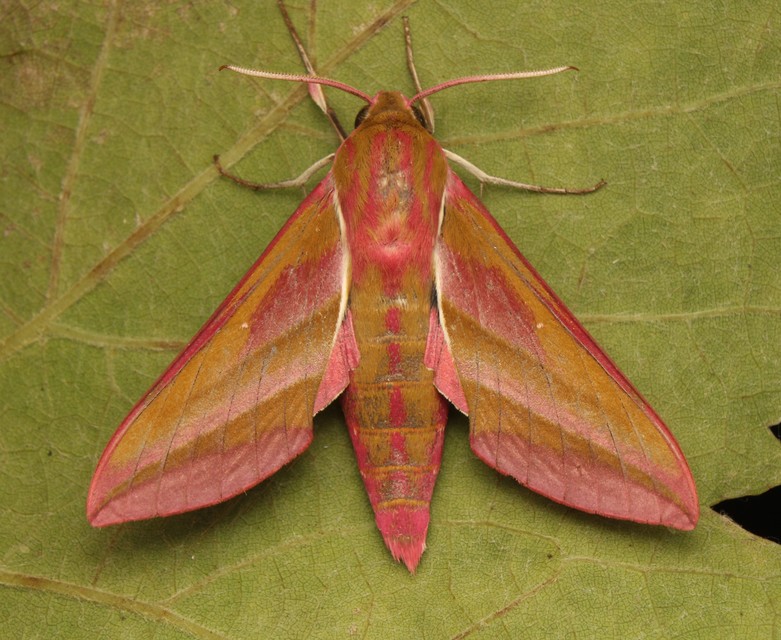 Deilephila elpenor - szőlőszender