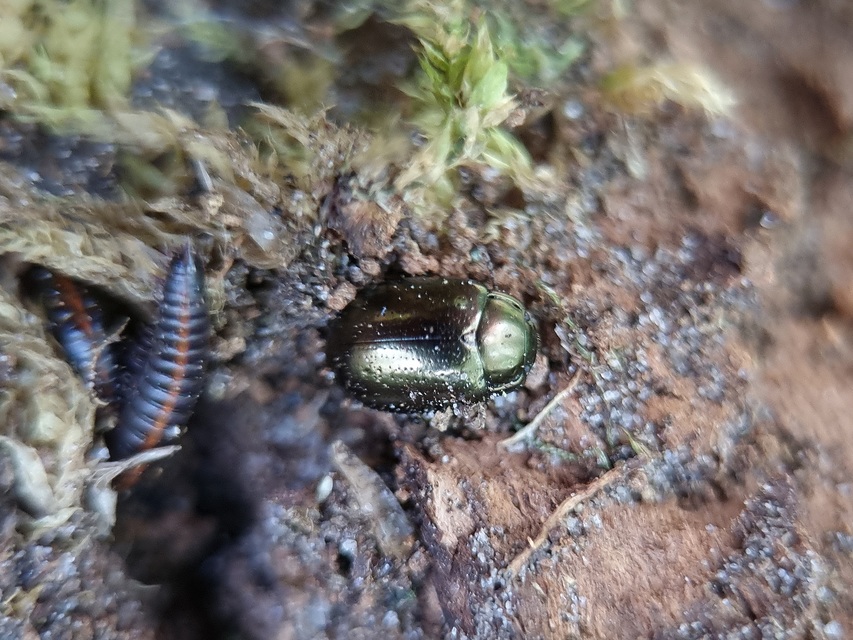 Chrysolina chalcites - homoki levelész Chrysolina chalcites - homoki levelész