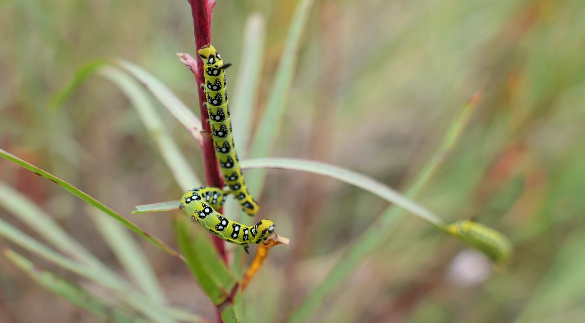 Hyles euphorbiae - kutyatejszender