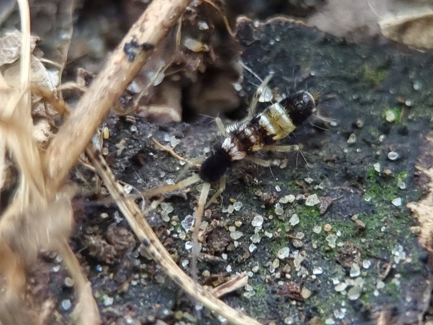 Collembola - Ugróvillások Collembola - Ugróvillások