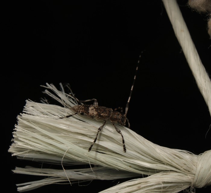Acanthocinus griseus - szürke daliáscincér