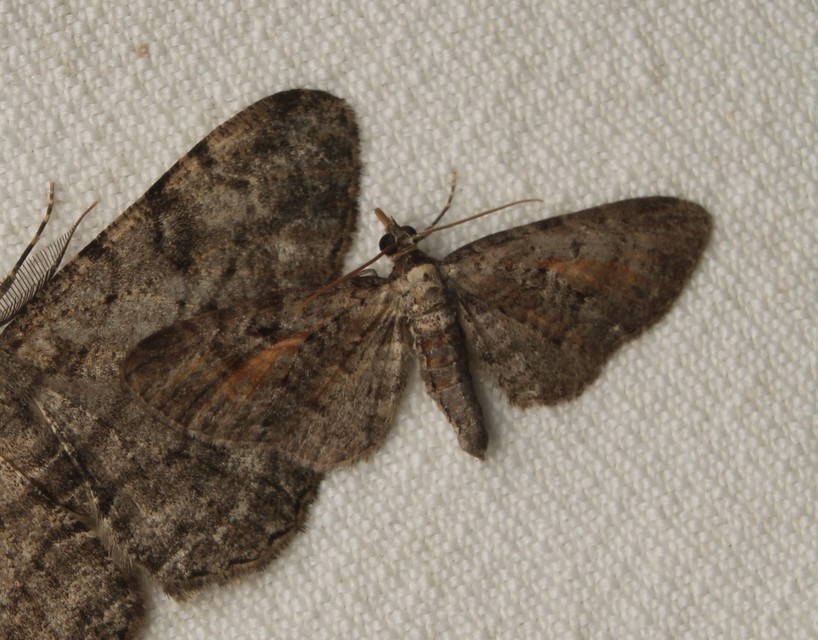 Eupithecia icterata - rozsdafoltos törpearaszoló