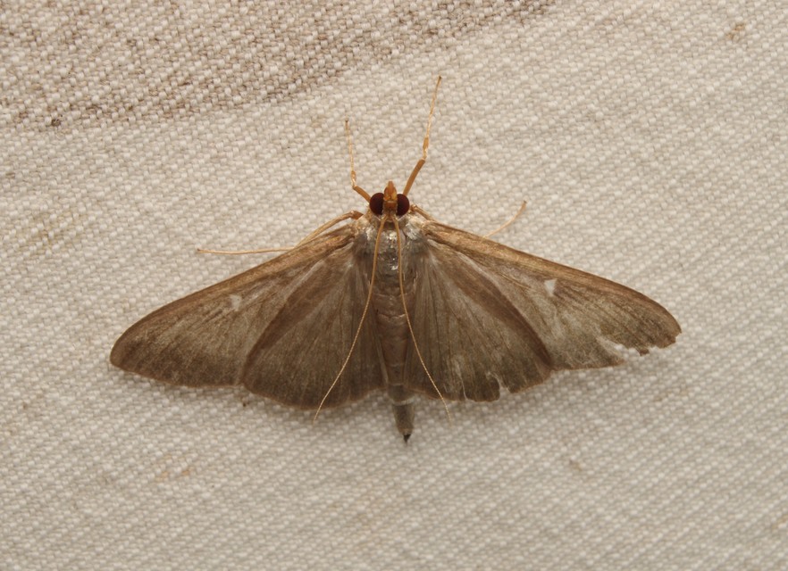 Cydalima perspectalis - puszpáng-tűzmoly