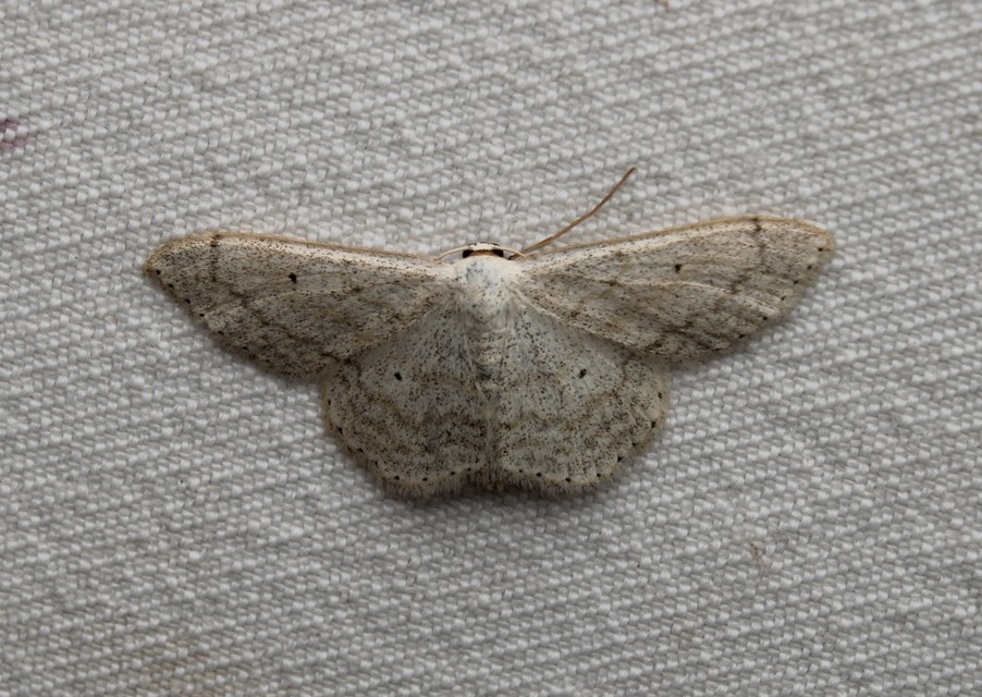 Scopula incanata - hamvas sávosaraszoló