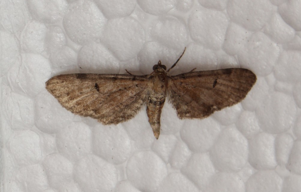 Eupithecia absinthiata - üröm-törpearaszoló