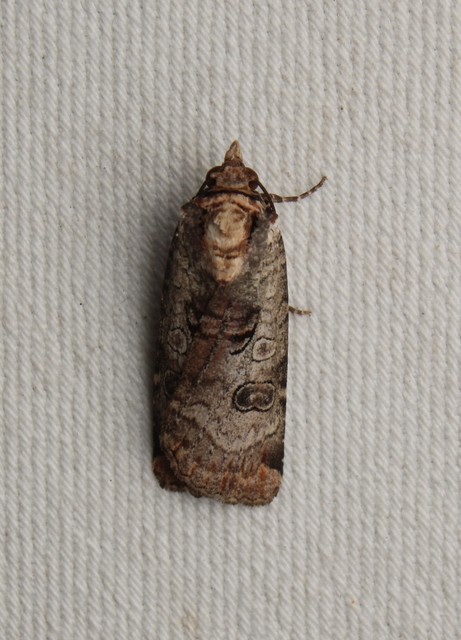 Epilecta linogrisea - karcsú sárgafűbagoly