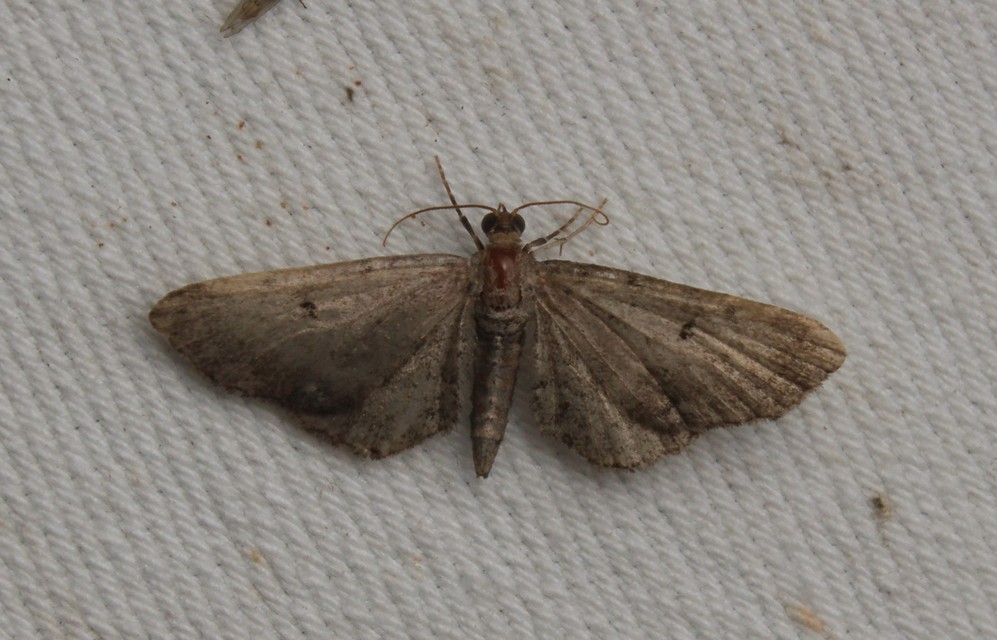 Eupithecia absinthiata - üröm-törpearaszoló