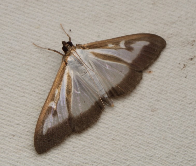 Cydalima perspectalis - puszpáng-tűzmoly