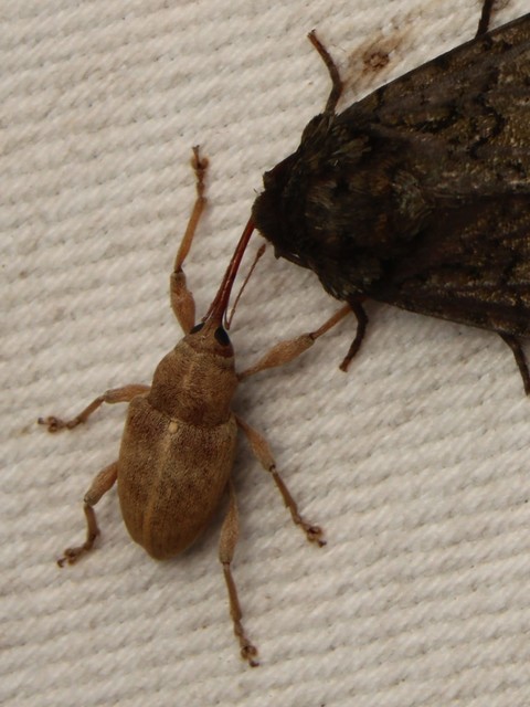 Curculio propinquus - halvány zsuzsóka