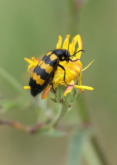 Mylabris variabilis - szalagos hólyaghúzó Mylabris variabilis - szalagos hólyaghúzó