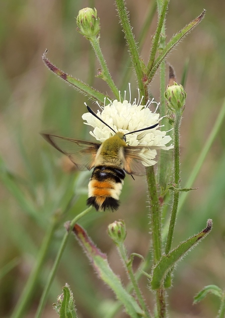 Hemaris tityus - pöszörszender Hemaris tityus - pöszörszender