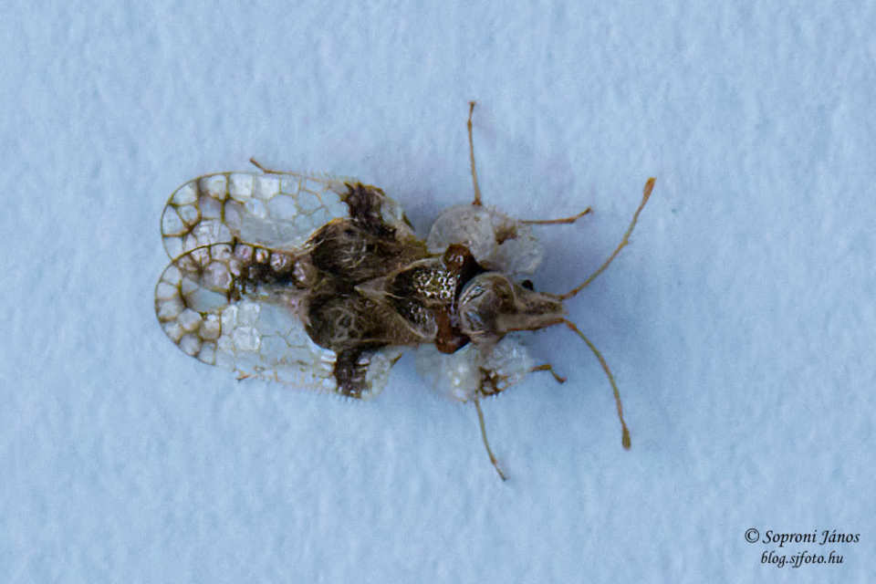 Corythucha arcuata - tölgy-csipkéspoloska