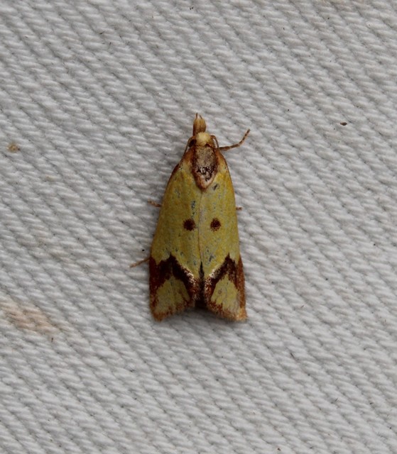 Agapeta zoegana - barnacsíkos sárgamoly