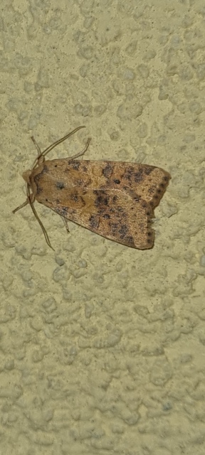 Cirrhia gilvago - foltos sárgabagoly