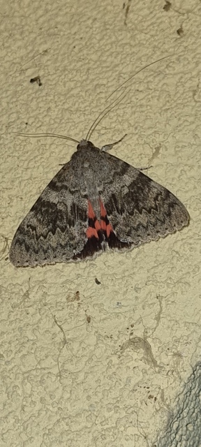 Catocala elocata - közönséges övesbagoly