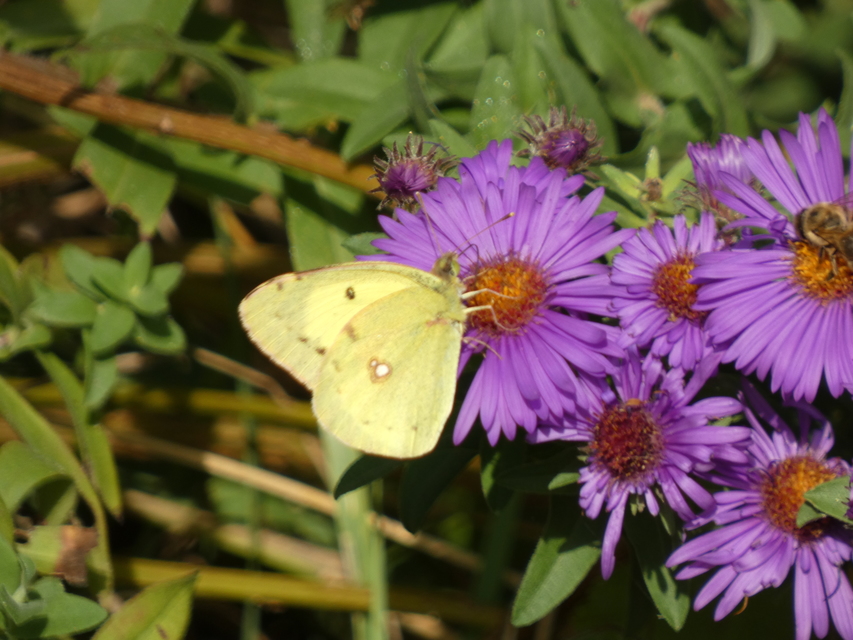 Colias erate - csángó-kéneslepke