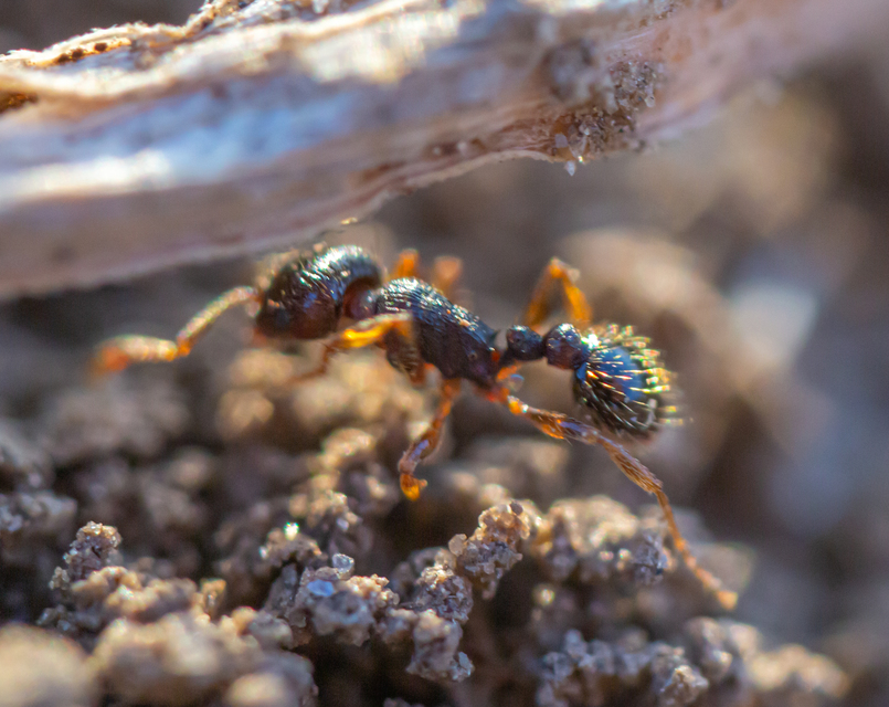 Tetramorium