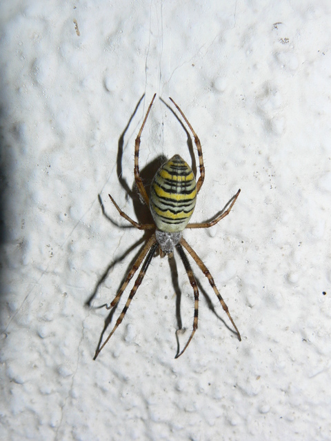 Argiope bruennichi - darázspók