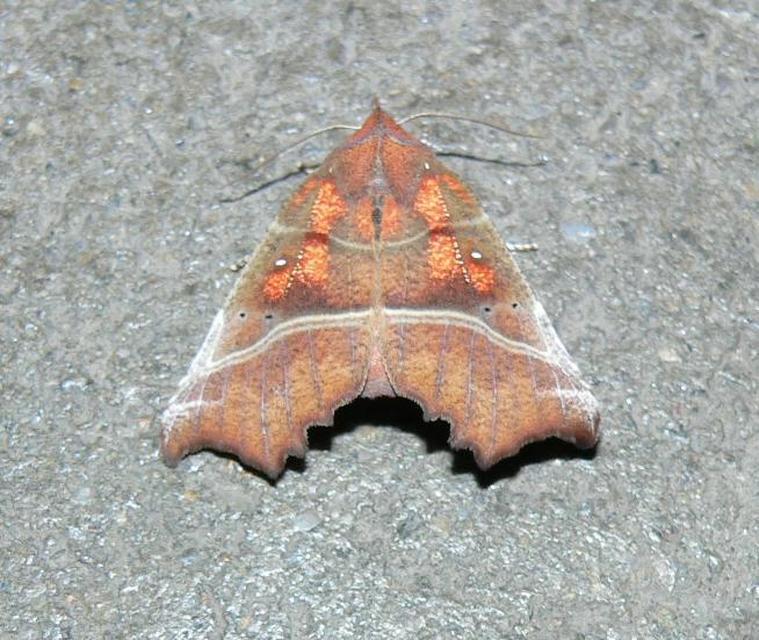 Scoliopteryx libatrix - vörös csipkésbagoly