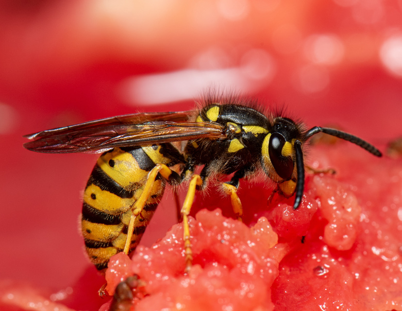 Vespula