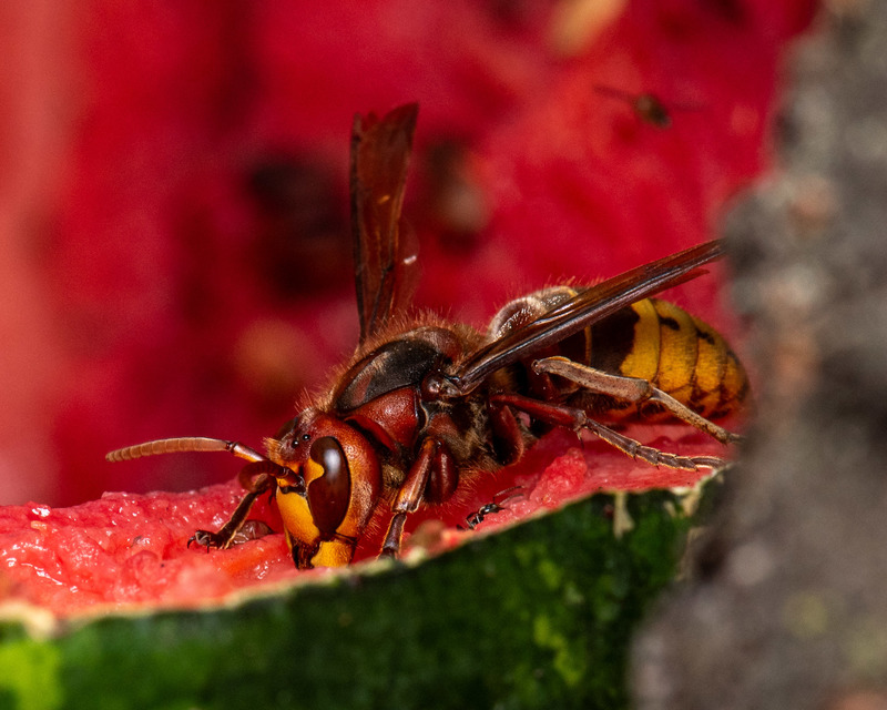 Vespa crabro - lódarázs