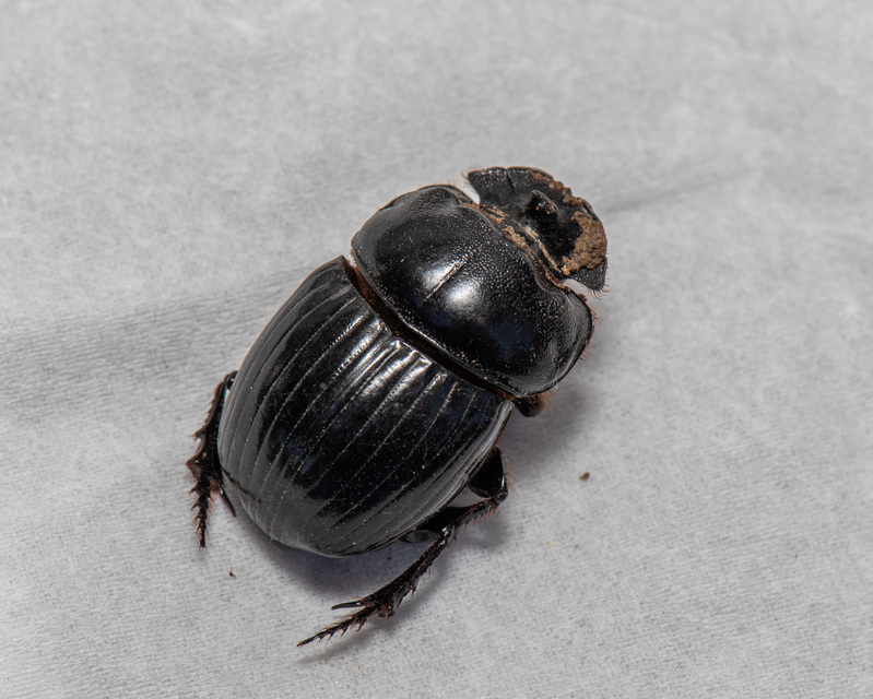 Copris lunaris - közönséges holdszarvú-ganéjtúró