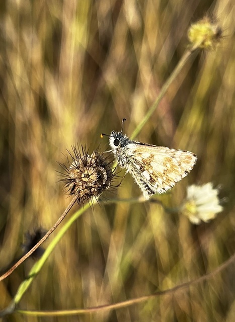 Pyrgus armoricanus - feles busalepke