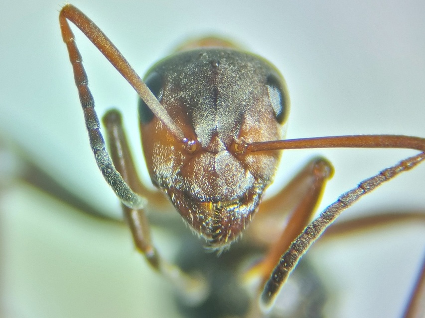 Formica rufibarbis - vörös rabszolgahangya