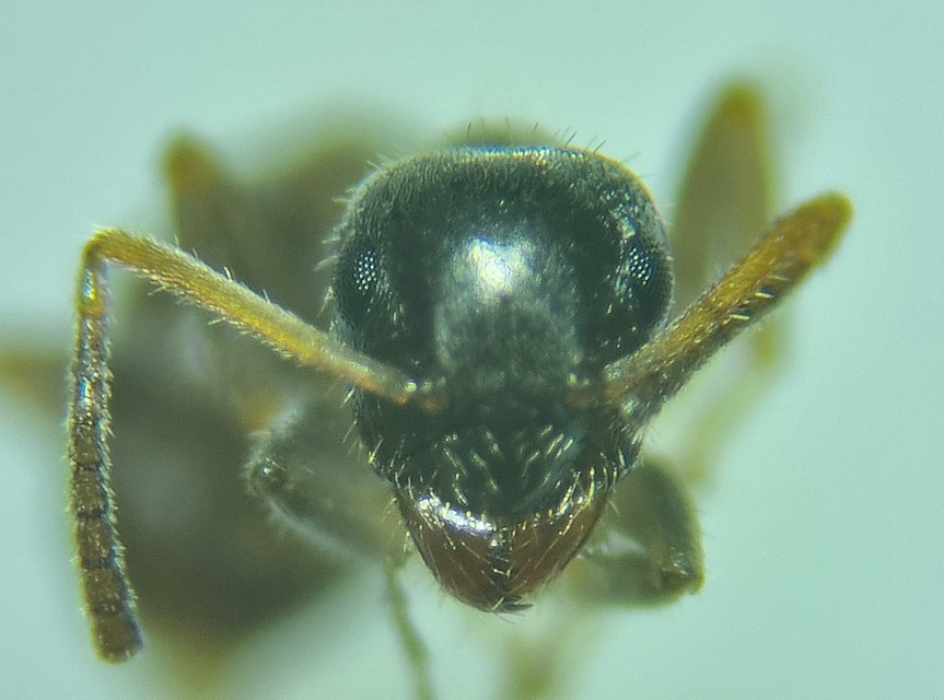 Lasius platythorax - erdei feketehangya