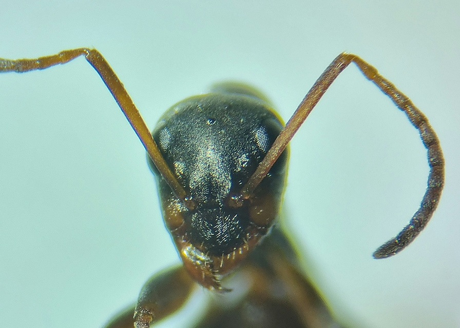 Formica cunicularia - gyakori rabszolgahangya