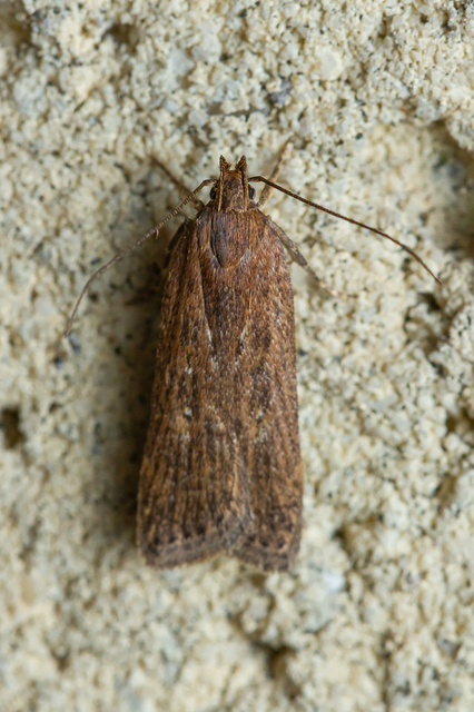 Helcystogramma