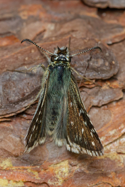 Pyrgus armoricanus - feles busalepke