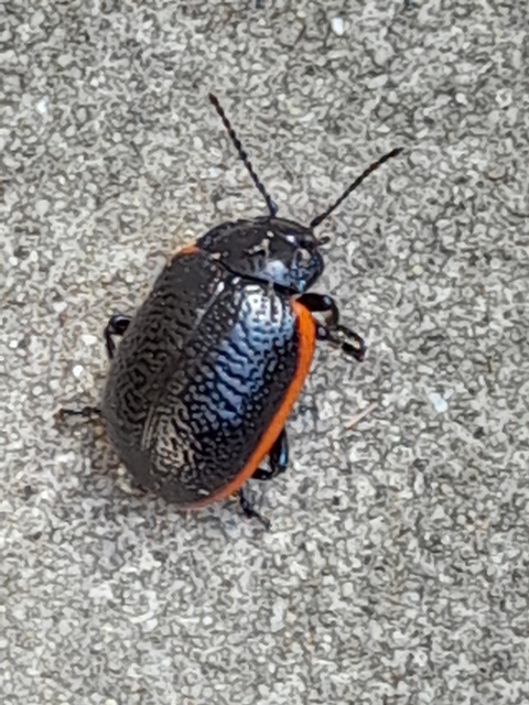 Chrysolina kuesteri - ráncos szegélyeslevelész