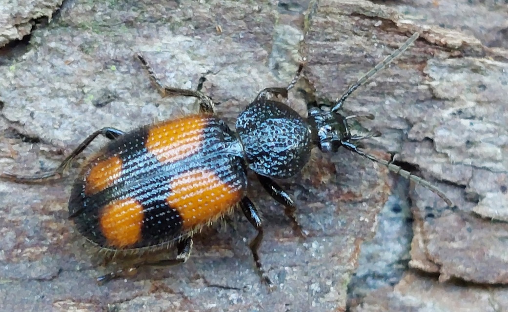 Panagaeus bipustulatus - kis keresztesfutó