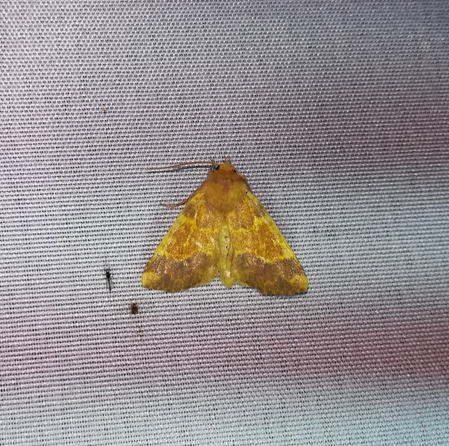 Tiliacea aurago - aranyló sárgabagoly