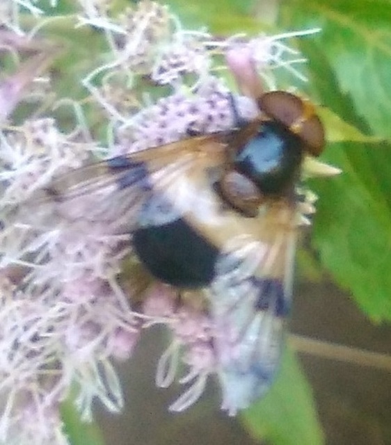 Volucella pellucens - üvegpotrohú pihelégy
