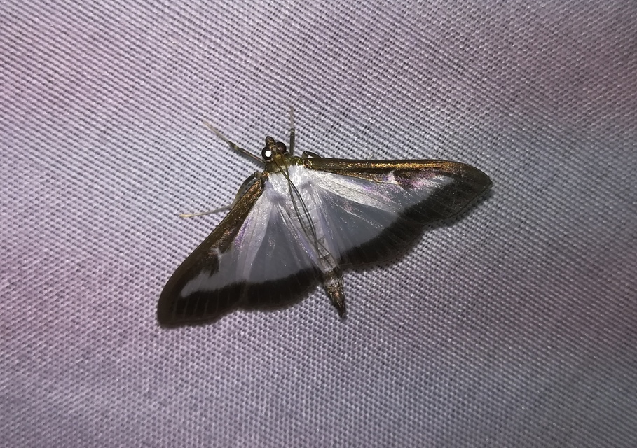 Cydalima perspectalis - puszpáng-tűzmoly