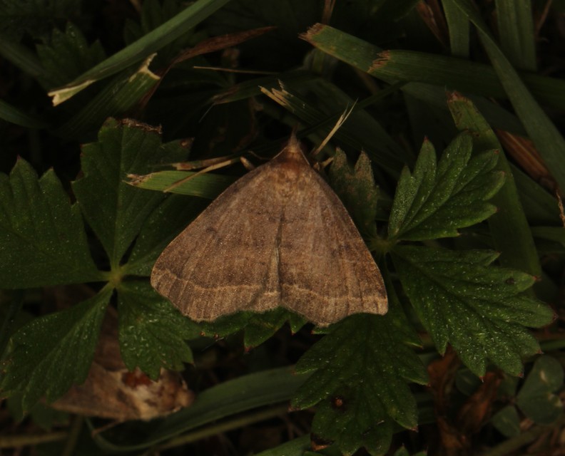 Pechipogo plumigeralis - tollascsápú karcsúbagoly