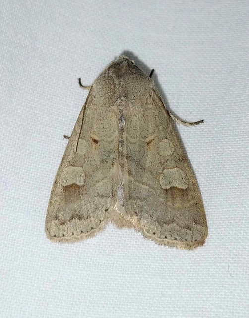 Ammoconia caecimacula - szürke őszibagoly