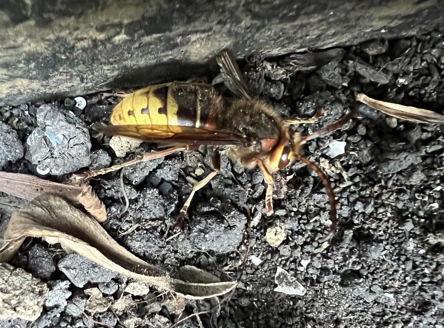 Vespa crabro - lódarázs