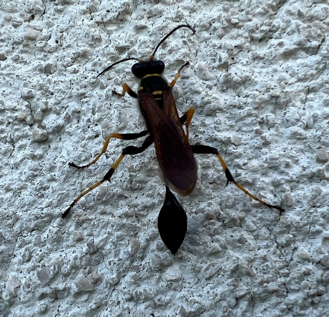 Sceliphron caementarium - feketenyelű lopódarázs