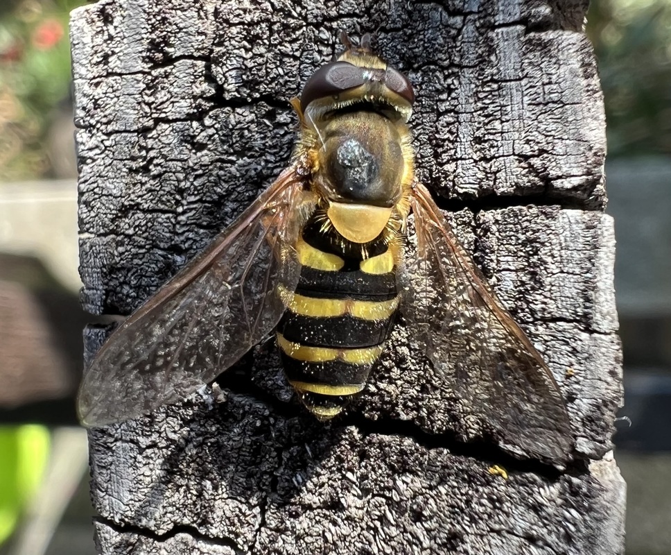 Syrphus