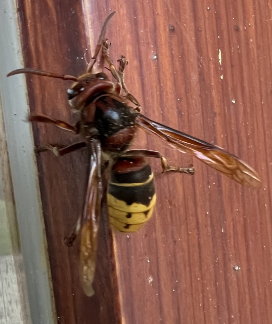 Vespa crabro - lódarázs