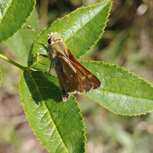 Hesperia comma - vesszős busalepke