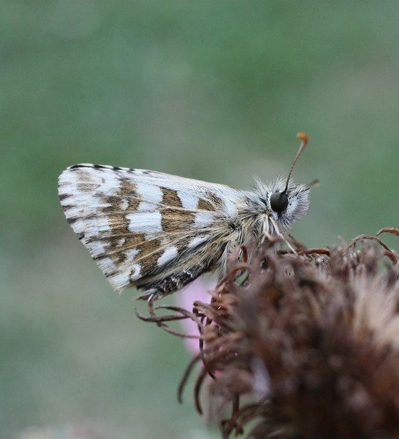 Pyrgus armoricanus - feles busalepke