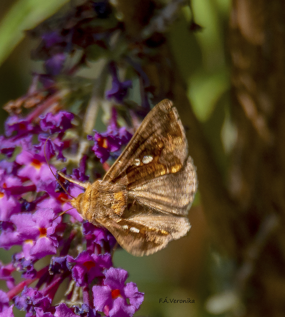 Chrysodeixis chalcites - déli aranybagoly